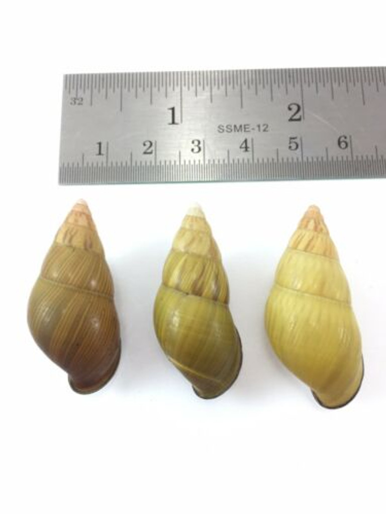 #40 Amphidromus Noriokowasoe Lot Of 3 Land Tree Snail Shell Vietnam 34.6-35.4mm