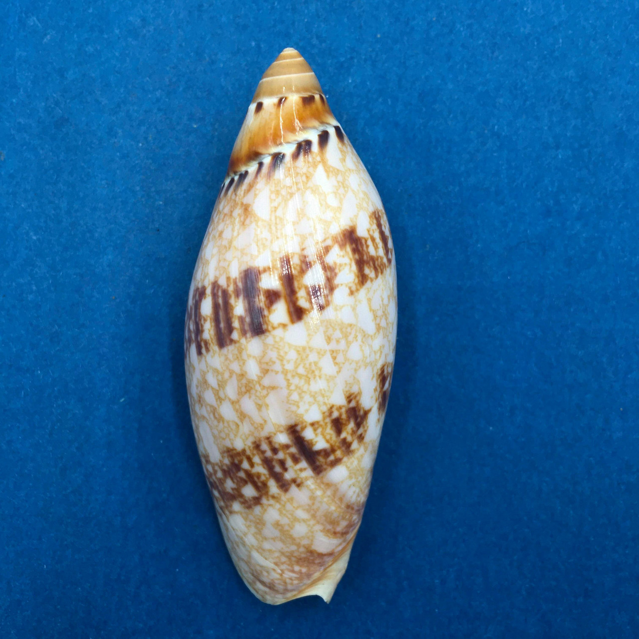 Volutidae Page 1 Cerulean Specimen Shells