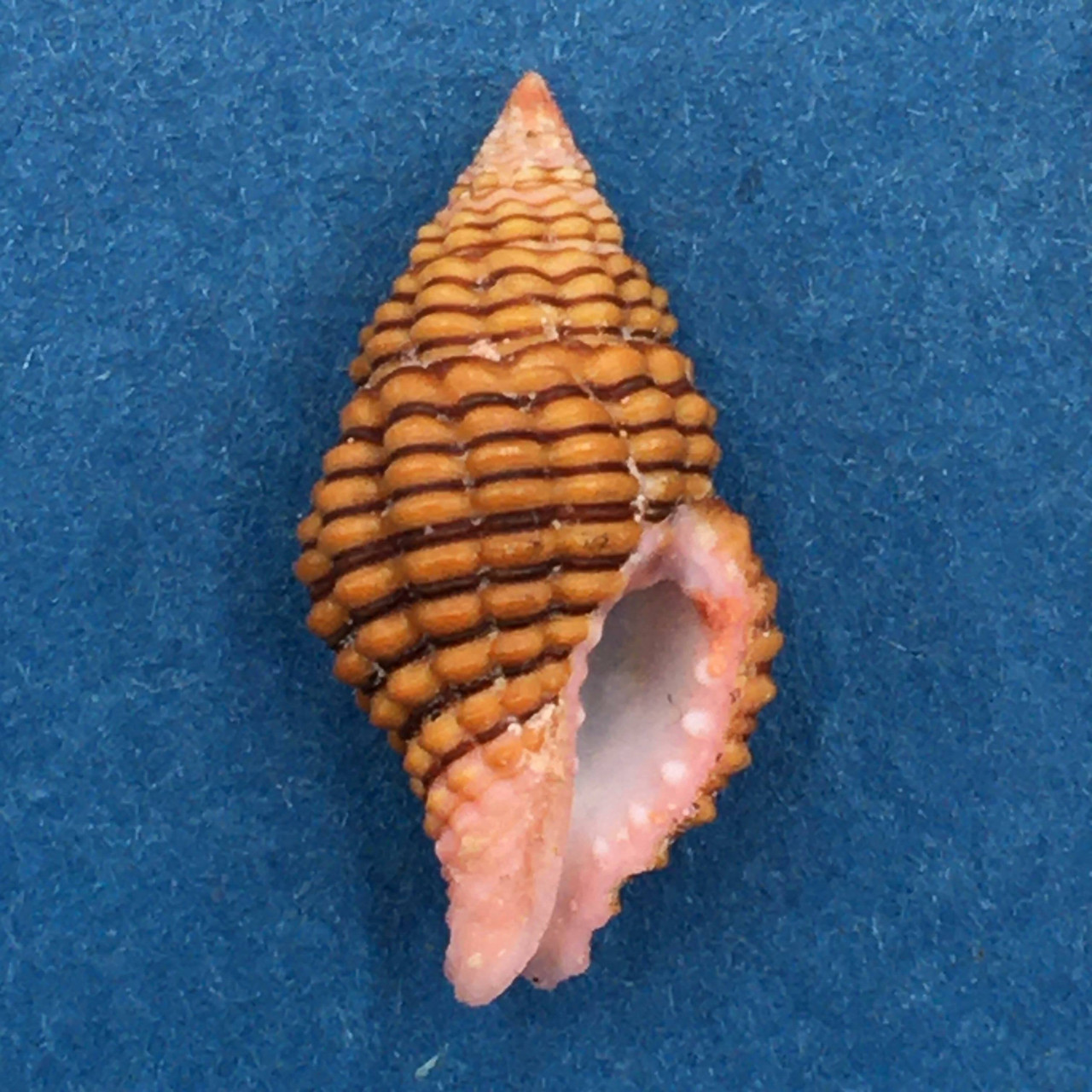 Buccinidae - Page 1 - Cerulean Specimen Shells