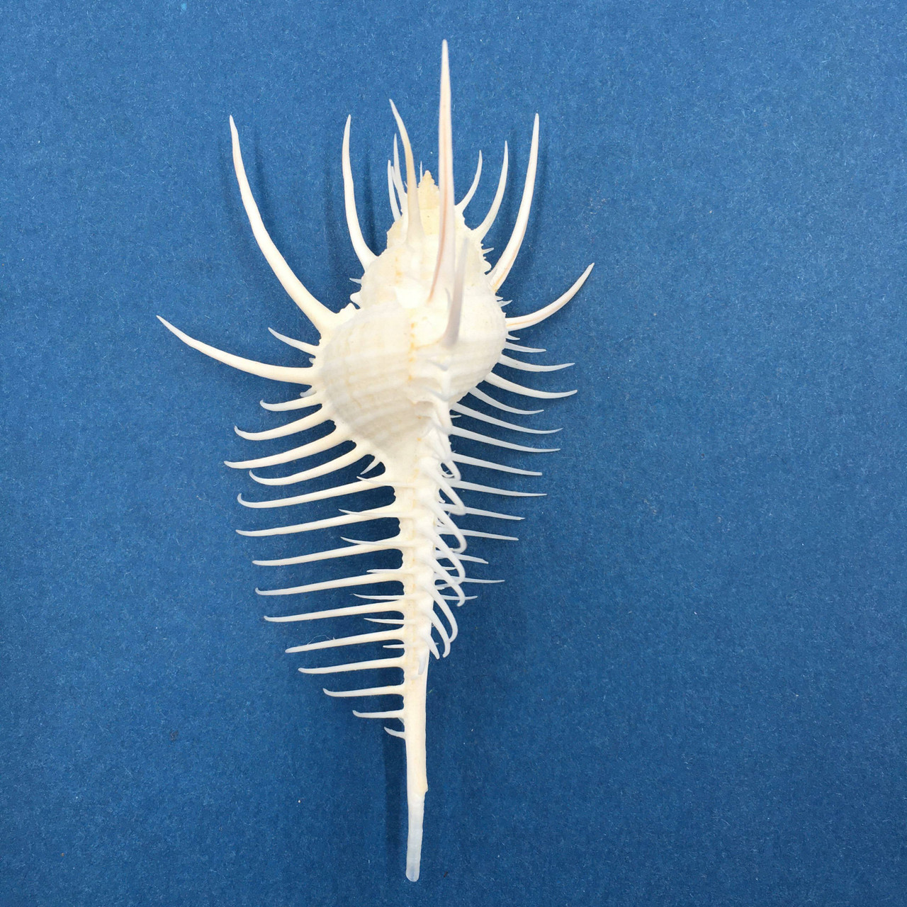 Muricidae Page 1 Cerulean Specimen Shells