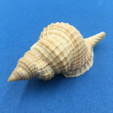 Personidae (Distorsio)