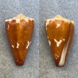 #5 Conus brunneus 32.9mm F+/++ Dived In Sand, 10', Guaymas, Mexico