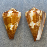 #13 Conus vexillum 58.4mm F+ (Rough Lip) Port Moresby, Australia, Under Coral