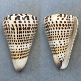 #2 Conus litteratus 86mm F+ Dived 20' In Sand, Nago Bay, Okinawa, Japan