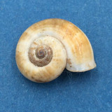 Cyclotus canaliculatus W/O 18.7mm Central New Guinea At Altitude On Shrub