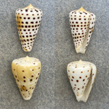 #5 Conus eburneus 26-27mm F+/++ Philippines