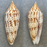 #3 Conus australis 66.7mm F+ Bohol, Philippines