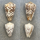 Conus pulicarius 25-31mm F+ Philippines