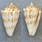 #2 Conus samiae 48.2mm F+ (Lip Chip) Drag Nets, Punta Engano, Philippines