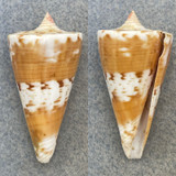 #6 Conus voluminalis 39.2mm F+ (Lip Chip) Tayabas Bay, Quezon, Philippines