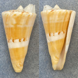 #4 Conus voluminalis 54mm F+ Luzon, Philippines