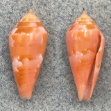 #5 Conus corallinus 19.4mm F+ (Lip Chip) No Data