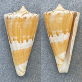 #8 Conus voluminalis 48.6mm F+ (Lip Chips) Tayabas Bay, Quezon, Philippines