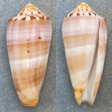 Conus circumcisus brazieri 57.3mm F+ Cebu, Philippines