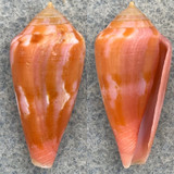 #18 Conus corallinus 22mm F++ Philippines