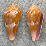 #13 Conus corallinus 20.8mm F++ Philippines