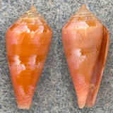 #11 Conus corallinus 17.9mm F+ Philippines