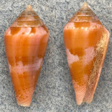 #19 Conus corallinus 21.3mm F+/++ Philippines