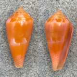 #15 Conus corallinus 18.8mm F+ (Lip Chip) Philippines