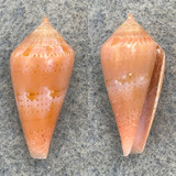 #16 Conus corallinus 18.9mm F++ Philippines