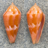 #20 Conus corallinus 19.9mm F++ Philippines