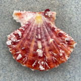 #6 Mirapecten mirificus 33.7mm F++ Philippines