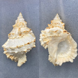 #2 Tutufa rubeta 132.1mm F+ (Lip Chip) Netted 80' Labuan, Philippines