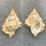 #3 Bufonaria margaritula 42mm F++ In Coral Rubble, 10' Bohol, Philippines