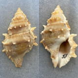 #3 Bufonaria echinata 85.3mm F+ Trawled 50' Culion, Philippines