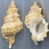 #3 Tutufa tenuigranosa 162mm F+ Trawled 80-100m Bohol Is. Philippines