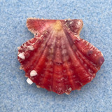 #8 Mirapecten mirificus 33mm F+ No Data