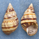 #5 Liguus fasciatus lucidovarius 45.8mm F++/ PC11 Collected 1931