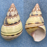 #2 Liguus fasciatus vonpaulseni 43mm Torch Key, Florida, Chipped Lip