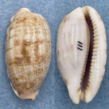 #1 Cypraea (Talostolida) teres 39.2mm F++ Tosa Bay, Japan