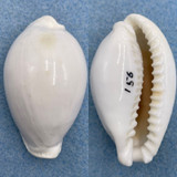 Cypraea eburnea HUGE 50.6mm F+ Bega Island, Fiji