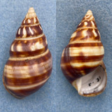 #8 Liguus fasciatus gloriasylvaticus 54mm F+ PC31 Collected 1931