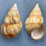 #1 Liguus fasciatus fuscoflamellus 48.9mm F+ Timm's Hammock