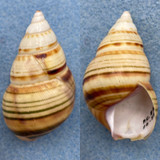 #4 Liguus fasciatus clenchi 45.6mm F+ (Lip Chip) Pinecrest #88 Collected 1936