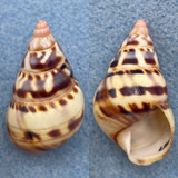 #6 Liguus fasciatus versicolor 36mm F+ Long Pine Key #72