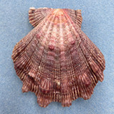 #4 Nodipecten nodosus 89.2mm F+ No Data Lion's Paw