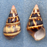 #20 Liguus fasciatus versicolor 42.3mm F++ Key Vaca, Unusual Locality