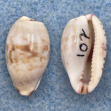 #6 Cypraea fimbriata durbanensis 17.1mm Gem Algoa Bay, South Africa