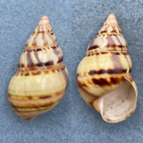 #18 Liguus fasciatus versicolor 41.8mm Gem LPK74 Collected 1933