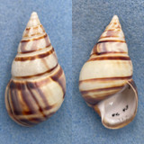 #20 Liguus fasciatus floridanus 57.2mm Gem Pinecrest #43 Collected 1932