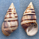 #2 Liguus fasciatus barbouri 55.4mm F+/++ Pinecrest #42 Collected 1937