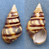 #28 Liguus fasciatus floridanus 55mm Gem Pinecrest #8