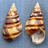 #26 Liguus fasciatus floridanus 55.6mm F++ Central Plains #8 Coll. Humes 1955