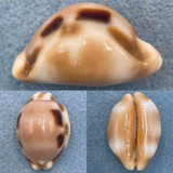 Cypraea (Luria) tessellata 35.8mm Gem Makua, Oahu, Hawaii Beautiful Dark Spots