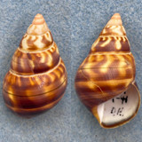 #7 Liguus fasciatus castaneus 44.2mm F (Crack) Dark Hammock, LPK, Coll. 1944