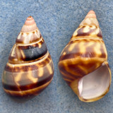 #2 Liguus fasciatus castaneus 37.1mm F+ LPK Palmavista #2 Coll. Mcginty